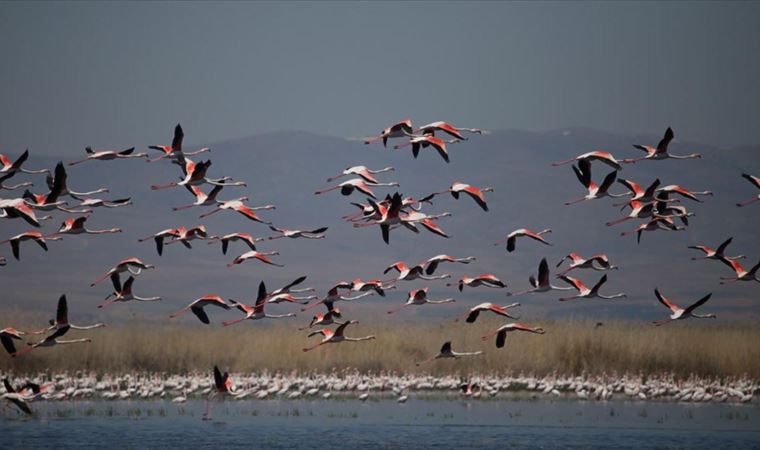 Flamingolar Eber Gölü'ne renk kattı (20 Nisan 2022)