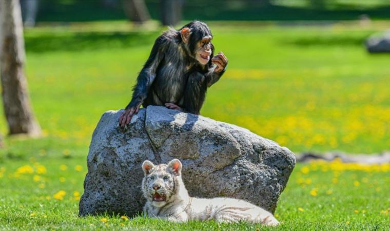 Albino kaplan Kartopu, yeni hayatına şempanze Can ile uyum sağlıyor