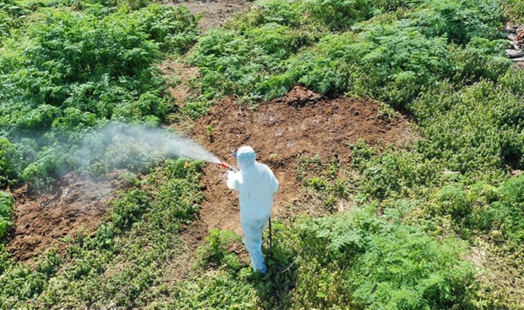 Isınan havalarda çıkan haşerelere karşı uzmanı uyardı