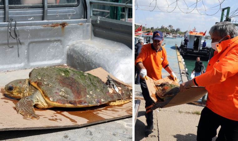 Yaralı bulduğu caretta carettayı hastaneye yetiştirdi (23 Nisan 2022)