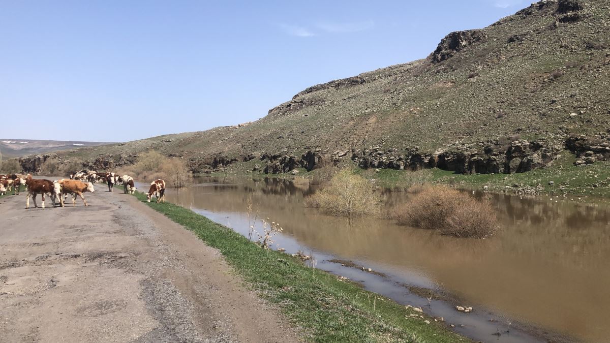 Kars’ta ağaçlar baraj suyu altında kaldı