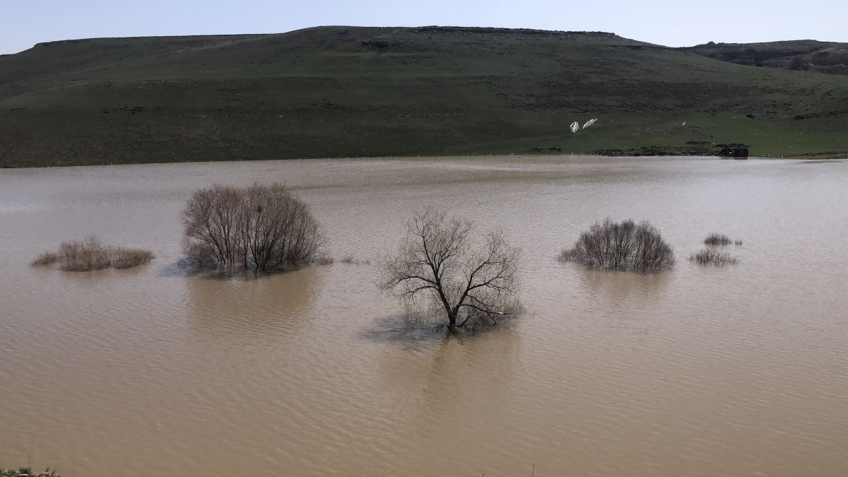 Kars’ta ağaçlar baraj suyu altında kaldı