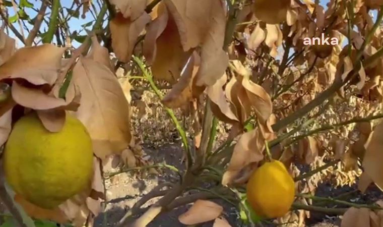 Zirai don çiftçiyi vurdu; TARSİM zararı ödemek istemiyor