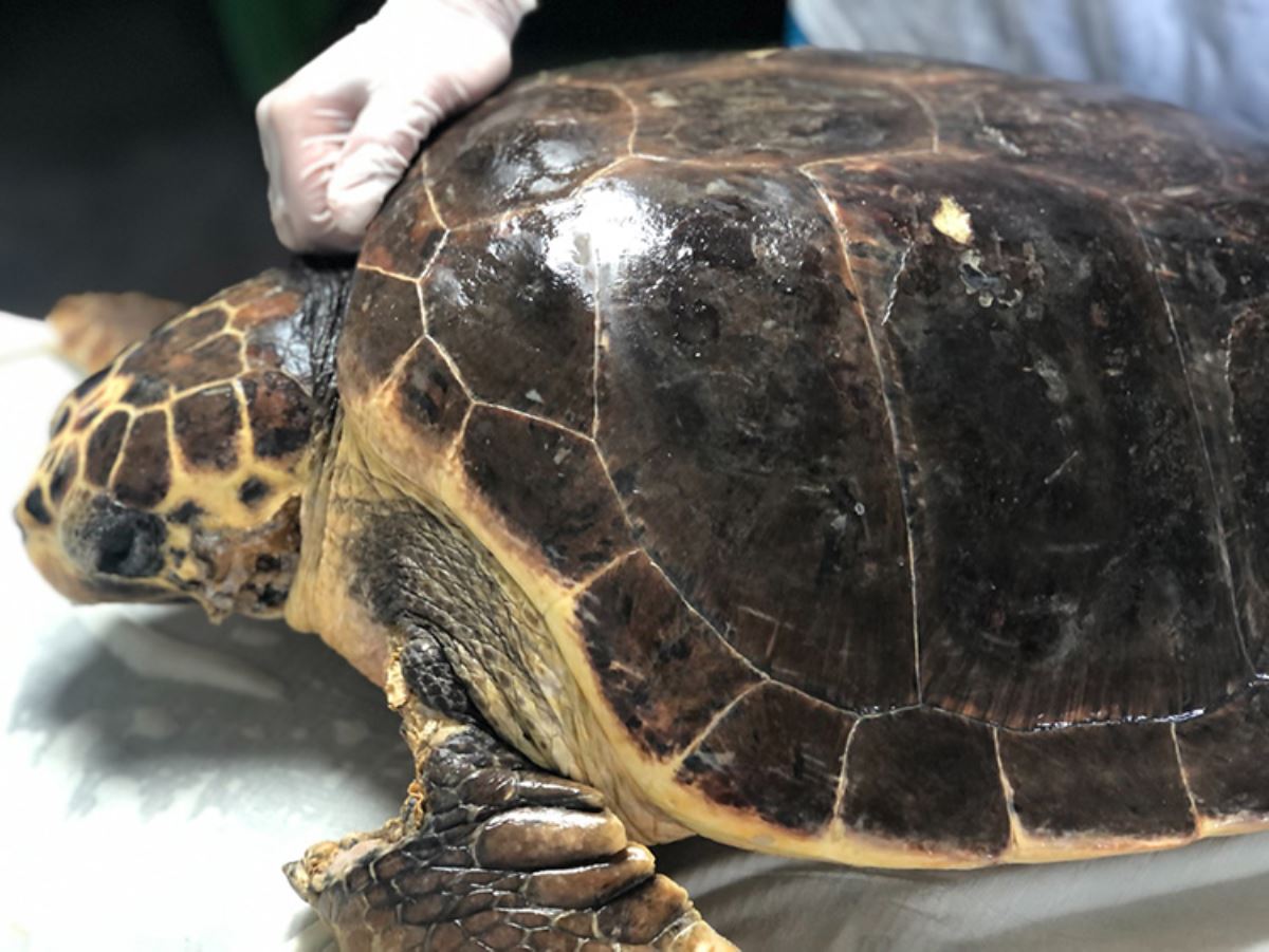 Her 3 ölü deniz kaplumbağasından birinin midesinden plastik çıkıyor!