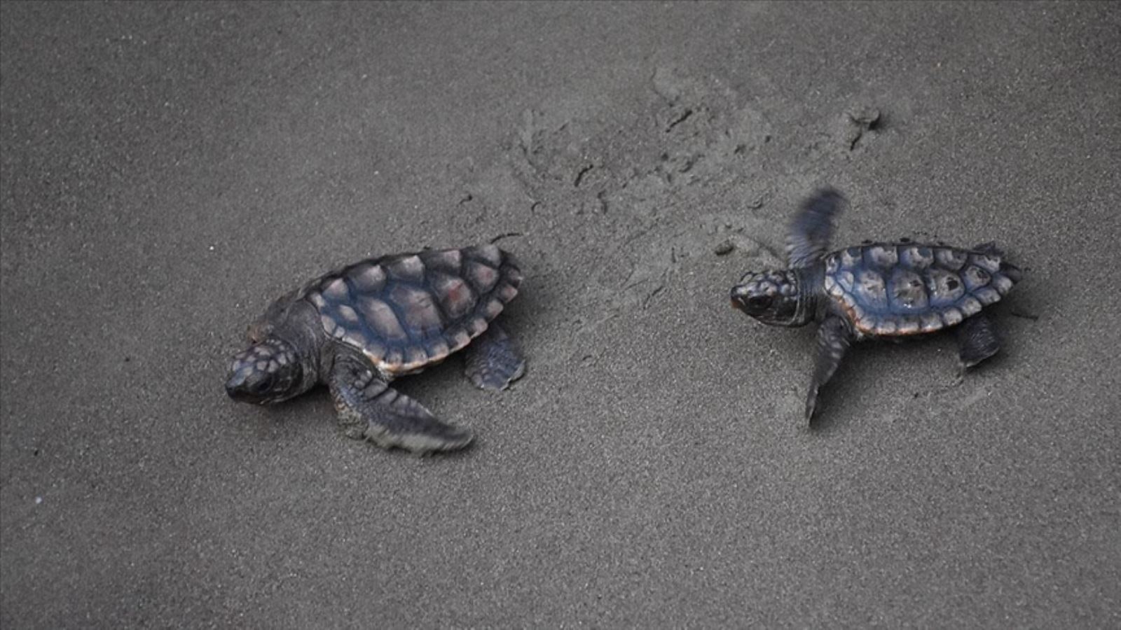 Her 3 ölü deniz kaplumbağasından birinin midesinden plastik çıkıyor!