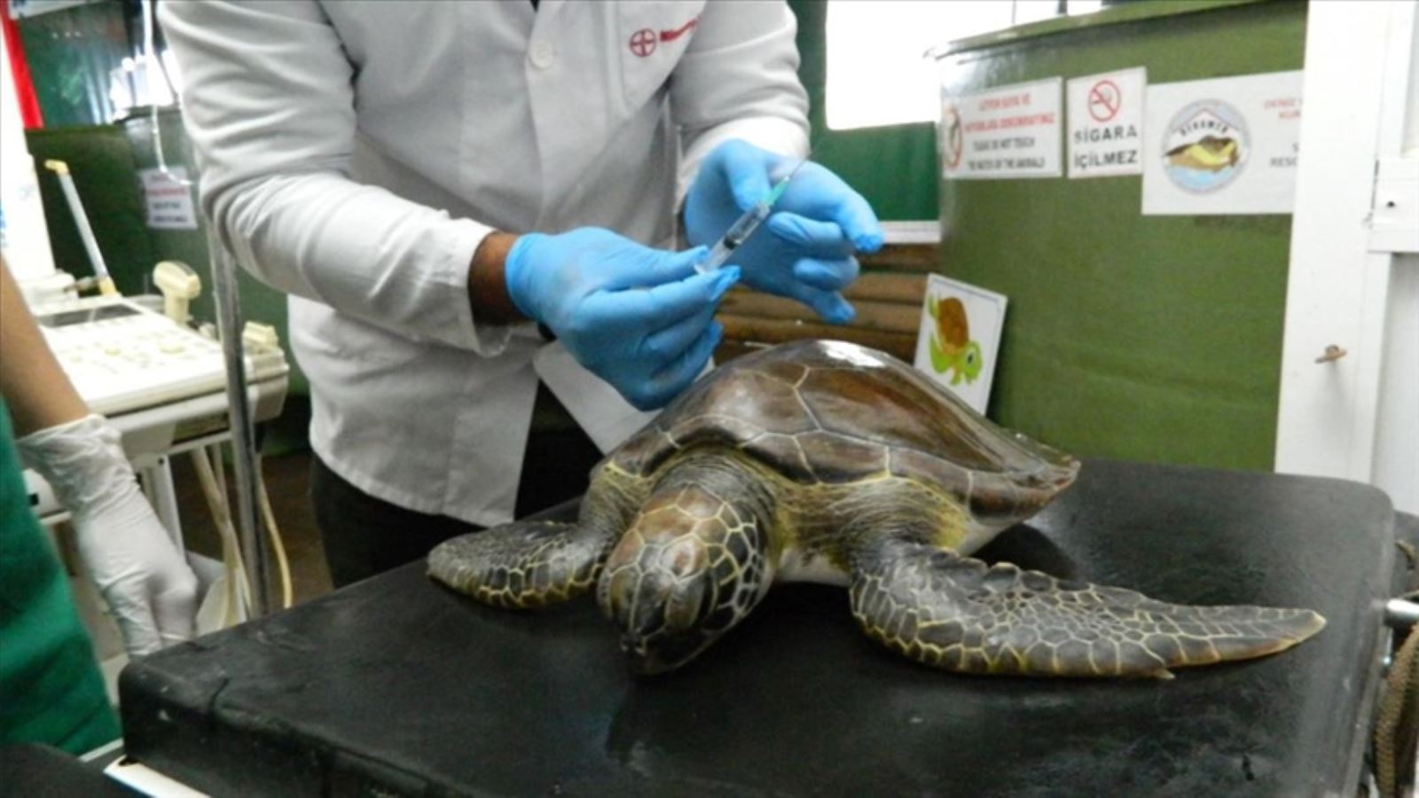 Her 3 ölü deniz kaplumbağasından birinin midesinden plastik çıkıyor!