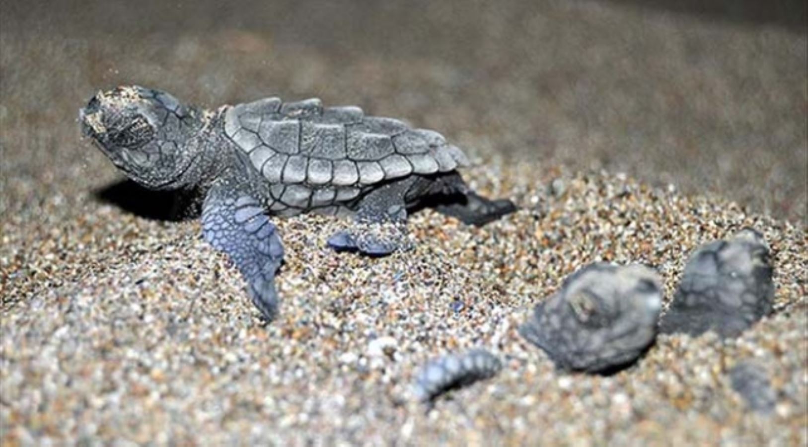 Her 3 ölü deniz kaplumbağasından birinin midesinden plastik çıkıyor!