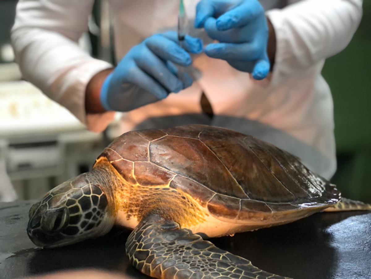 Her 3 ölü deniz kaplumbağasından birinin midesinden plastik çıkıyor!