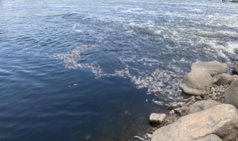 Dicle Nehri'nde ölen binlerce balık su yüzeyine çıktı