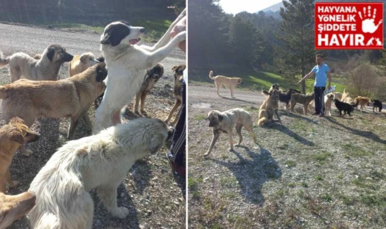 Bolu'da terk edilen 150'den fazla köpek aç ve susuz halde bulundu!