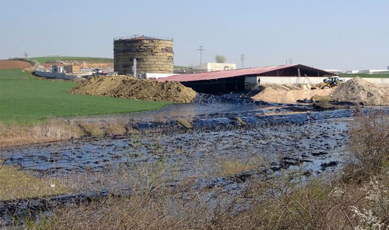 Edirne’de çevre katliamı: Tonlarca zift çevreye yayılıyor (06 Nisan 2022)