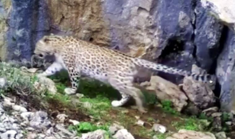 Anadolu Leoparı bu kez Antalya'da ortaya çıktı! (07 Nisan 2022) (Video Haber)