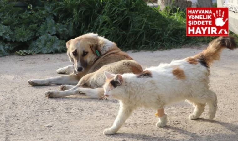 Denizli'de zehirlenen 20 kedi ve köpek ölü bulundu!