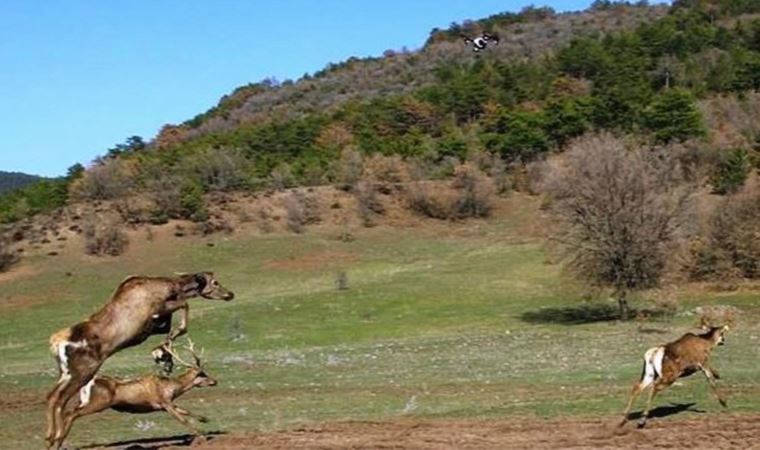 Kızıl geyikler doğaya bırakıldı