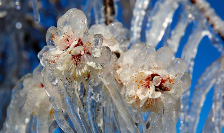 Meteoroloji'den 4 il için zirai don uyarısı