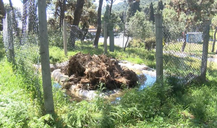 Adalar'da tırtıl seferberliği: Hem doğaya hem de insana zararlı (12 Mayıs 2022)