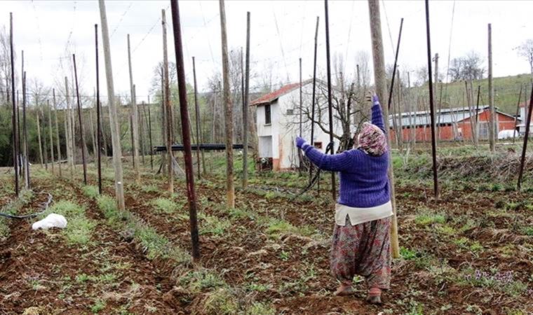 Şerbetçi otu üreticisi iplik sarma mesaisine başladı