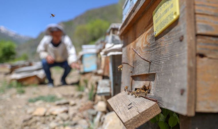 Yağışla artan bitki çeşitliliği arıcıları sevindirdi