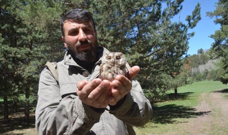 Kars kırsalında bulunan kulaklı orman baykuşu yavrusu korumaya alındı