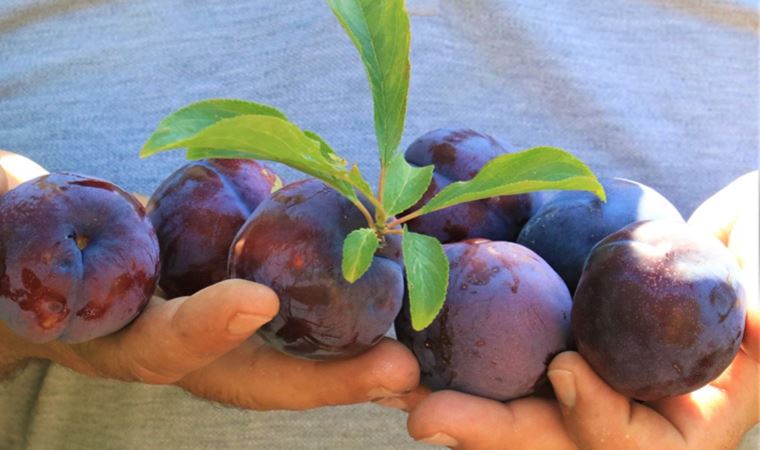 Üzerindeki tozu gitmesin diye iki parmakla tek tek toplanan siyah eriğin kilosu 50 TL