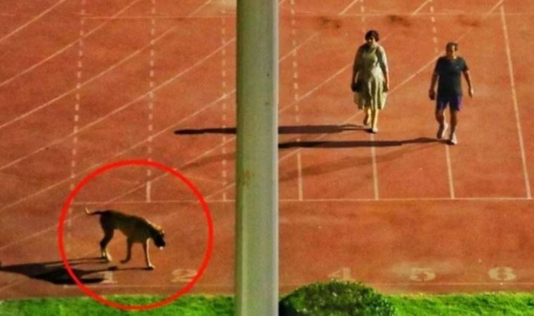 Hindistan'da köpeklerini gezdirmek için devlet stadyumunu kapattıran bürokrat çift sürüldü