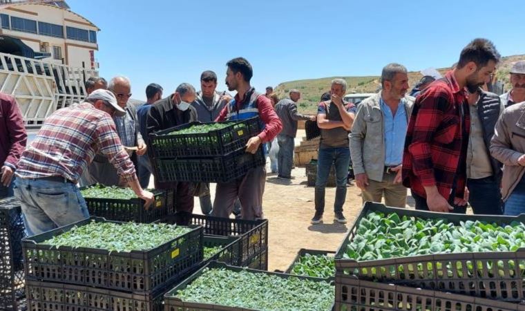 Tunceli'de yurttaşlara 65 bin adet sebze fidesi dağıtıldı