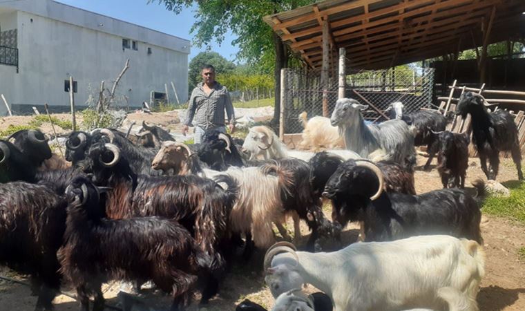 Samanın kilo fiyatına isyan eden besici: Ne yedirelim bu hayvanlara