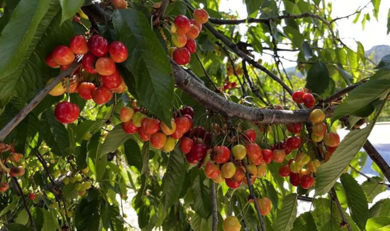 Kuşadası’nda kiraz hasadı başladı