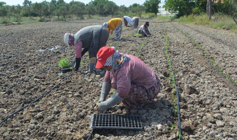 Balıkesir’de 50 bin stevya bitkisi toprakla buluştu