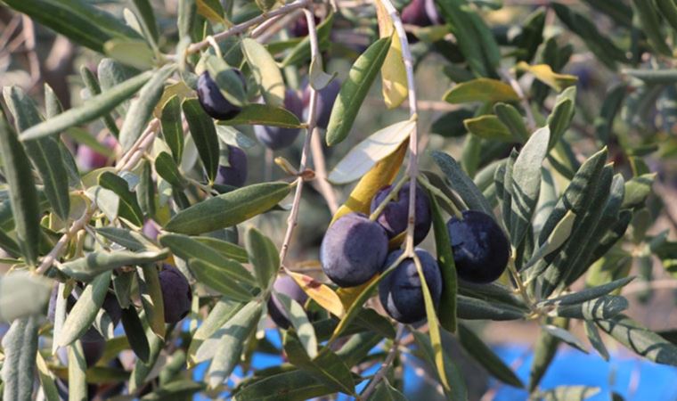 Enerji ve Tabii Kaynaklar Bakanlığı zeytinlikleri madenciliğe açan yönetmeliği savundu (03 Mayıs 2022)