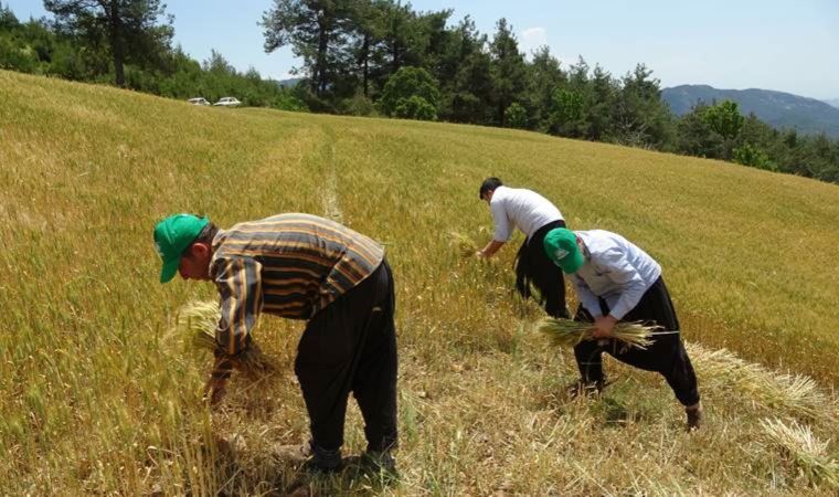 Adanalı çiftçi: Köylerdeki imkan arttırılsa daha çok üretim olur