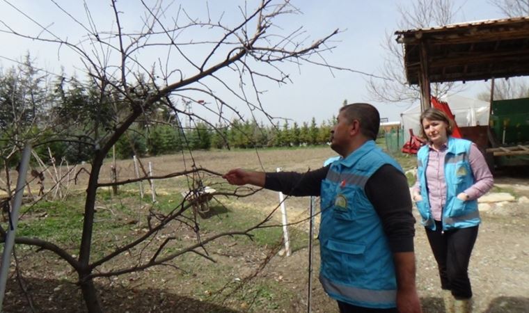 Üreticiler endişeli: Meyve ağaçları kuruyor!