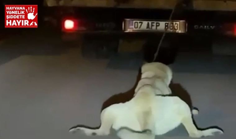 Köpeği, kamyonetin arkasına bağlayıp sürükleyen sürücü aranıyor (08 Mayıs 2022)