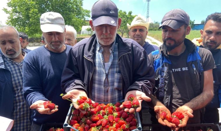 Hatay'da çilek üreticilerinden aracılara tepki