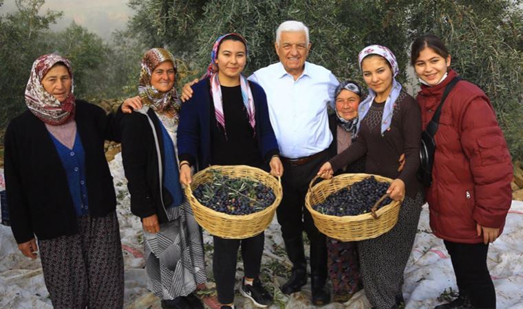 Milas zeytini için yaygınlaştırma hamlesi