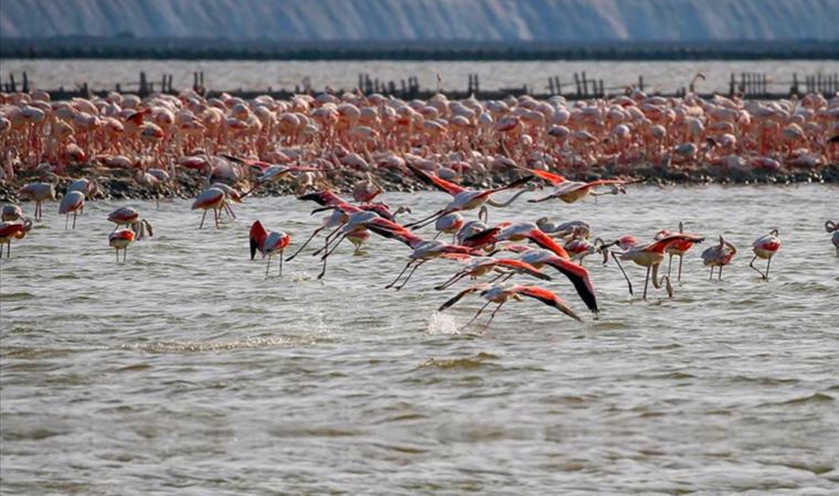 Yapay kuluçka adası, yumurtadan çıkacak 18 bin flamingoyu bekliyor