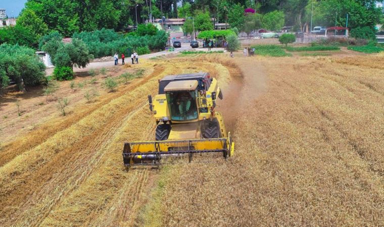 Tarsus'ta yurttaşlara ücretsiz dağıtılacak buğdayın hasadı başladı