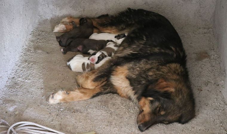 Köpeği ve yavrularını rahatsız etmemek için ev inşaatını durdurdu