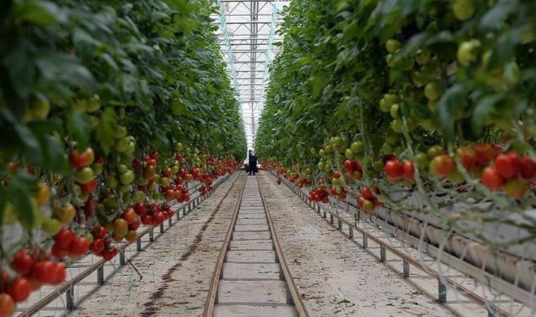 Domates üreticileri: 'Bindik alamete gidiyoruz kıyamete'