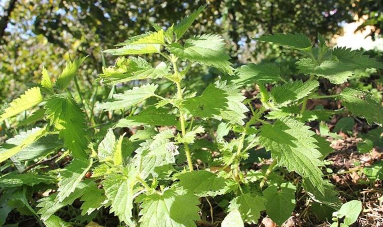 Karadeniz'de yürütülen projeyle ısırgandan çeşitli sektörlere yönelik ürünler geliştirildi