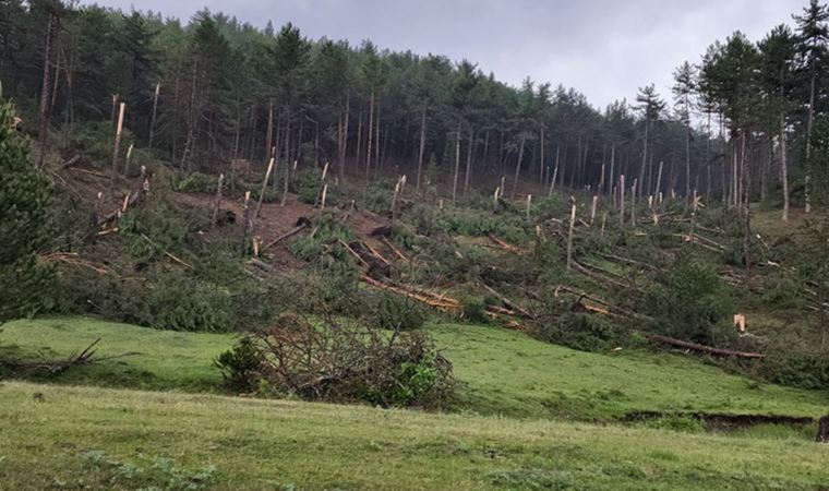 Kütahya'da hortum paniği: 80'e yakın ağaç kökünden söküldü