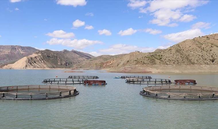 Alkumru Baraj Gölü'nde kafeslerde yılda 200 ton alabalık yetiştiriliyor