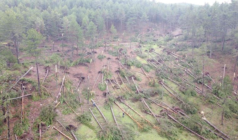 Kütahya'da fırtına: Ormanda yüzlerce ağaç devrildi