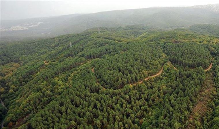 Muğla'da bazı bölgelerde ormanlara giriş yasaklandı