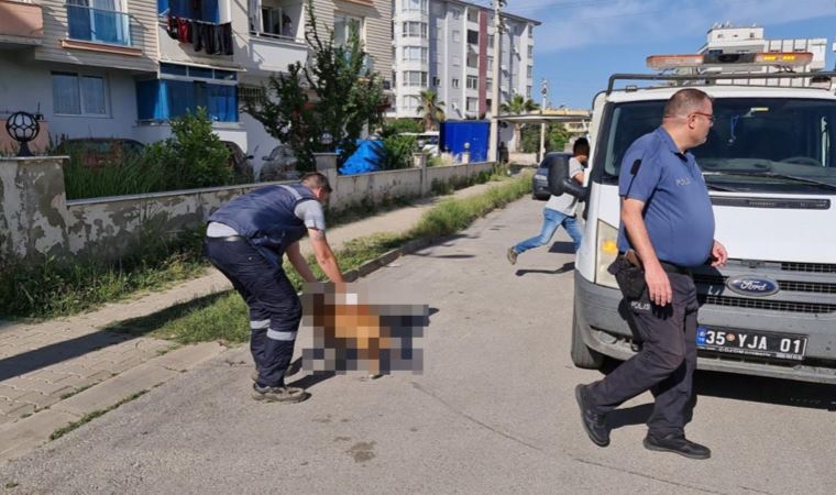 Tire'de 6 köpek ile 2 kedi zehirlenerek öldürüldü