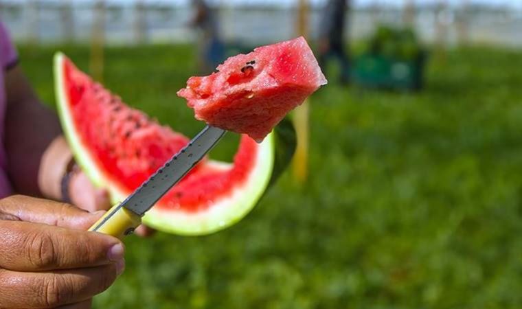 Dilimle satılan karpuzun 200 bin ton rekoltesi bekleniyor