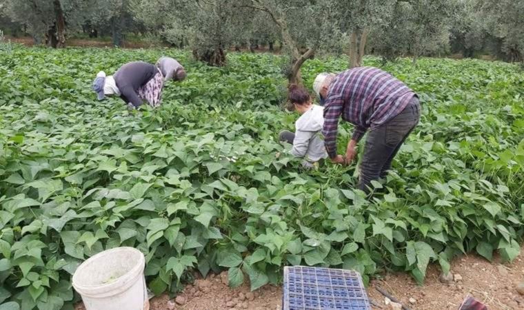 Fasulye hasadı başladı