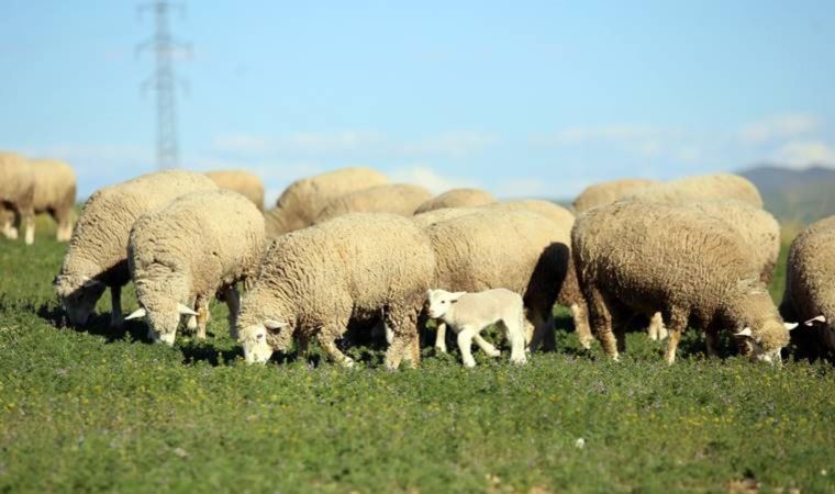 Gümüşhane’de ‘Ile de France’ koyun ırkı yetiştiriliyor