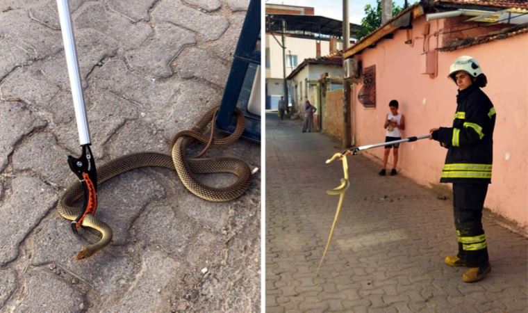 Ayakkabılığa giren '1,5 metrelik' yılanı itfaiye yakaladı