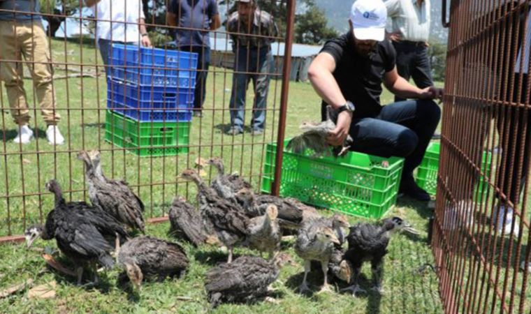 Eynif yaylası'nı istila eden çekirgelerle 2 bin hindi mücadele edecek